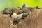 A number of baby Asiatic softshell turtles that have just hatched from eggs.