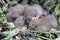 A number of baby house mice are sleeping in their nests.