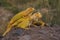 A number of bright yellow iguanas are sunbathing.