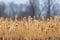 A number of cattails in a reed bed
