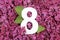 Number eight shape on the purple Common Lilac Syringa vulgaris flowers background.