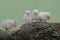 A number of newly hatched chicks are learning to find food on a rock overgrown with moss.