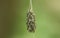 A number of Spindle Ermine Moth Caterpillar, Yponomeuta cagnagella, descending from a Spindle tree and are hanging in mid air on a