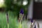 Number of  unopened Japanese Iris blossoms waiting their turn