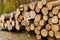 Numbered log trunks stacked in the forest.