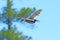 Numenius phaeopus. Whimbrel in flight in the summer in Siberia