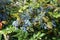 Numerous blue berries in the leafage of Mahonia aquifolium