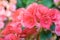 Numerous bright flowers of tuberous begonias