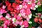 Numerous bright flowers of tuberous begonias Begonia tuberhybrida in garden