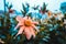 Numerous bright flowers of tuberous begonias Begonia tuberhybrida in garden