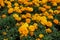 Numerous bright orange flowers of Tagetes erecta