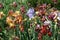 Numerous colorful flowers of bearded irises