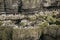 Numerous Common guillemots Uria Aalge nesting on sides of cliffs