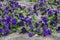 Numerous dark purple flowers of petunias in July