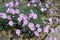 Numerous double pink flowers of Dianthus