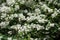 Numerous double white flowers of Deutzia