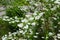 Numerous double white flowers of Deutzia