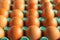 Numerous eggs organized in rows. Concept of organization and power. Organic food