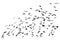 numerous flock of black birds flying isolated on the white background of the sky in the corner