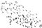 numerous flock of black birds flying isolated on the white background of the sky in the corner