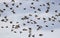 numerous flock of motley birds of starlings quickly wave feathers and wings and fly against the bright blue sky