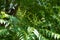 Numerous flowers in the leafage of Ailanthus altissima in mid June