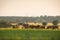 Numerous herd of red deer hinds grazing on fresh green grass in spring at sunset