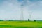 Numerous high-voltage poles lean over large green rice fields for the background. Growing rice fields and fresh green leaves and h