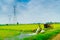 Numerous high-voltage poles lean over large green rice fields for the background. Growing rice fields and fresh green leaves and h