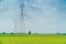 Numerous high-voltage poles lean over large green rice fields for the background. Growing rice fields and fresh green leaves and h