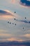 numerous hot air balloons in the evening sky