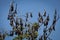 Numerous Huge Bats Hanging from Tree