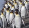 Numerous king penguins run from dangerous katabatic winds