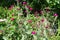 Numerous magenta-colored flowers of Silene coronaria in June