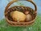 Numerous mushrooms in a basket, dominated by giant aspen mushroom | Big basket full of Scarletina and Aspen mushrooms placed at