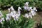 Numerous pale violet flowers of irises