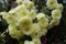 Numerous pale yellow flowers of Chrysanthemums