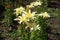 Numerous pale yellow flowers of lilies