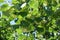 Numerous pale yellow flowers of linden in June