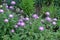 Numerous pink flowers of Centaurea dealbata in May