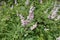 Numerous pink flowers of chaste tree