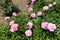 Numerous pink flowers of peonies in May