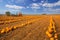 Numerous pumpkins lined up in a field