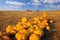 Numerous pumpkins lined up in a field