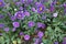 Numerous purple flowers of China asters