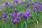 Numerous purple flowers of Iris germanica with rain drops