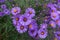 Numerous purple flowers of New England aster
