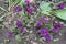 Numerous purple flowers of Primula juliae