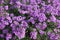 Numerous purple flowers of Symphyotrichum novi-belgii
