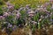 Numerous purple and pink flowers of China asters